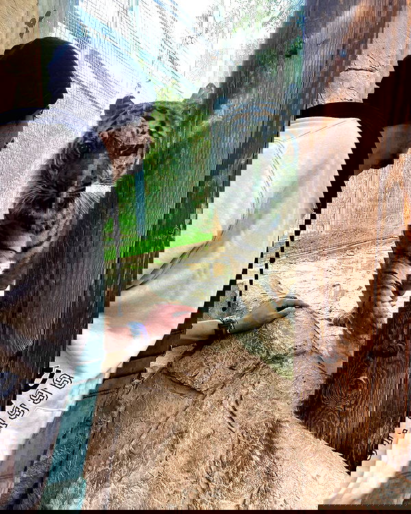 shanikaneko image ~ Altpins