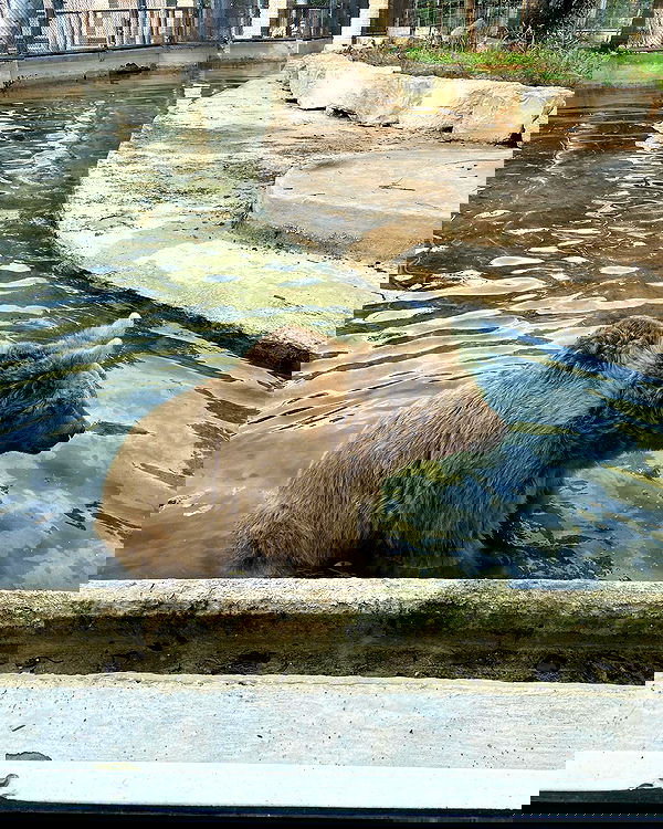 shanikaneko image ~ Altpins