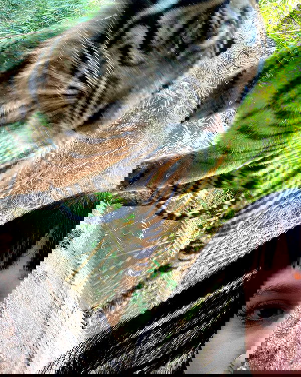 shanikaneko image ~ Altpins