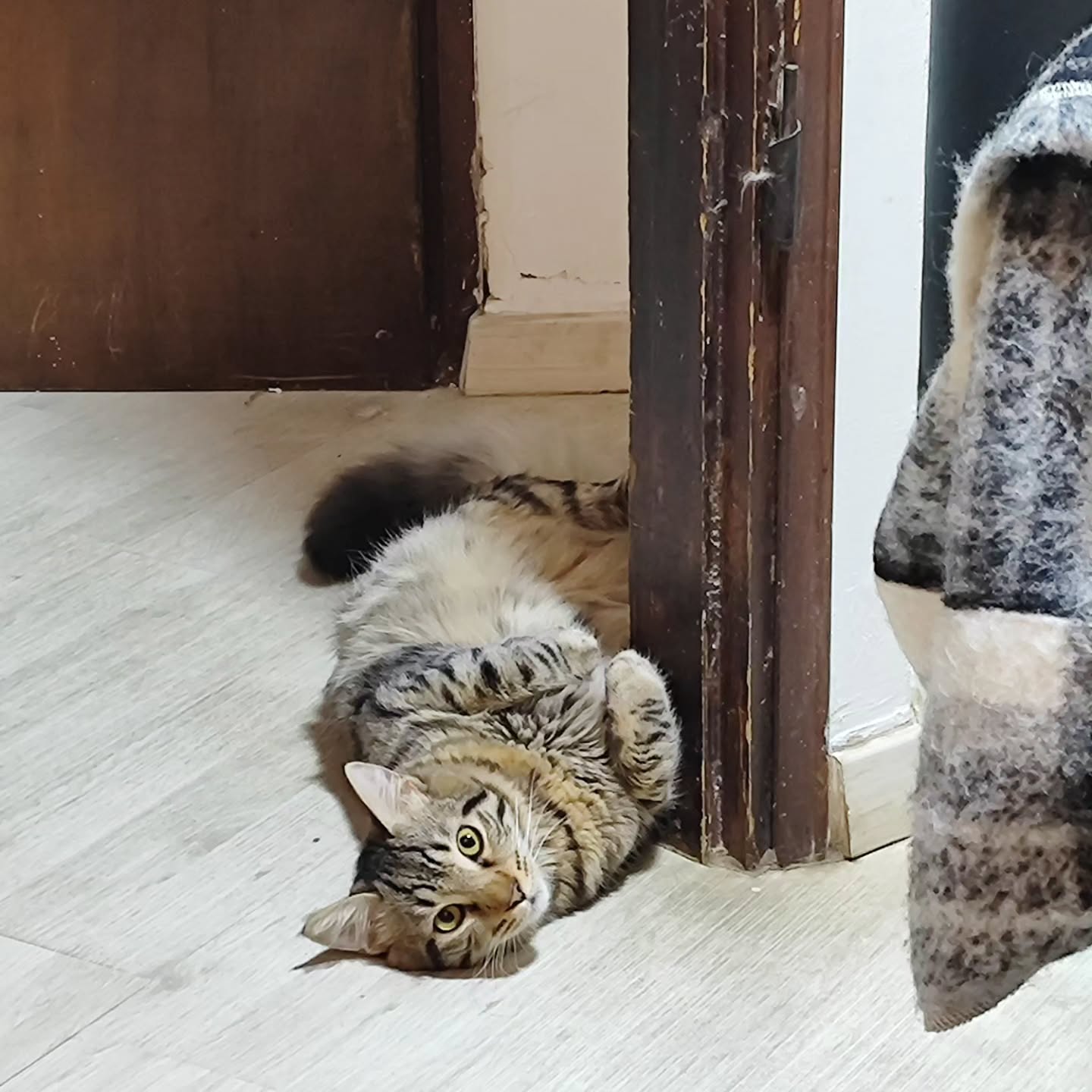 shanikaneko instagram image archive image