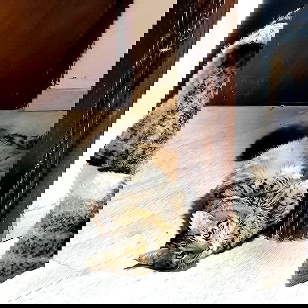 shanikaneko image ~ Altpins