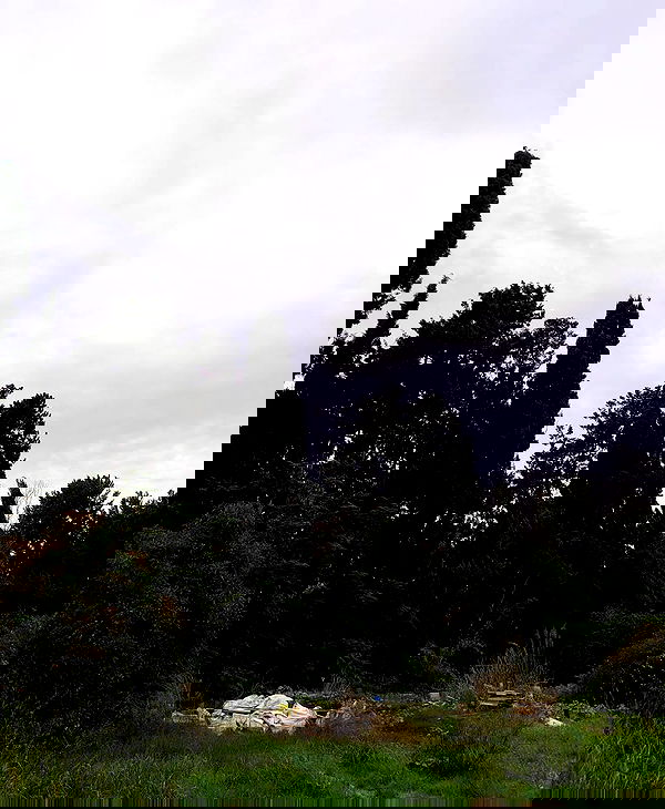 shanikaneko image ~ Altpins