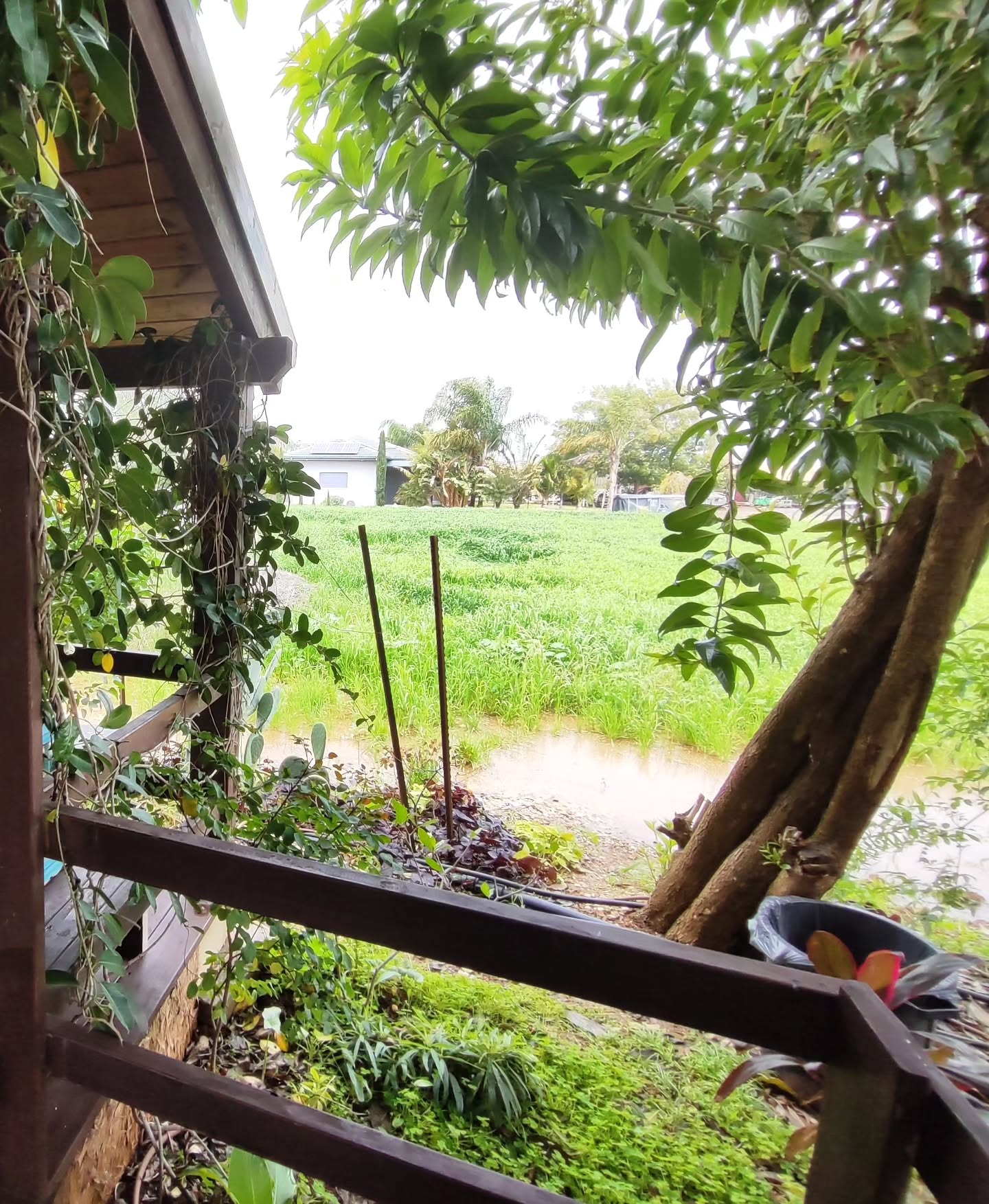 shanikaneko instagram image archive image