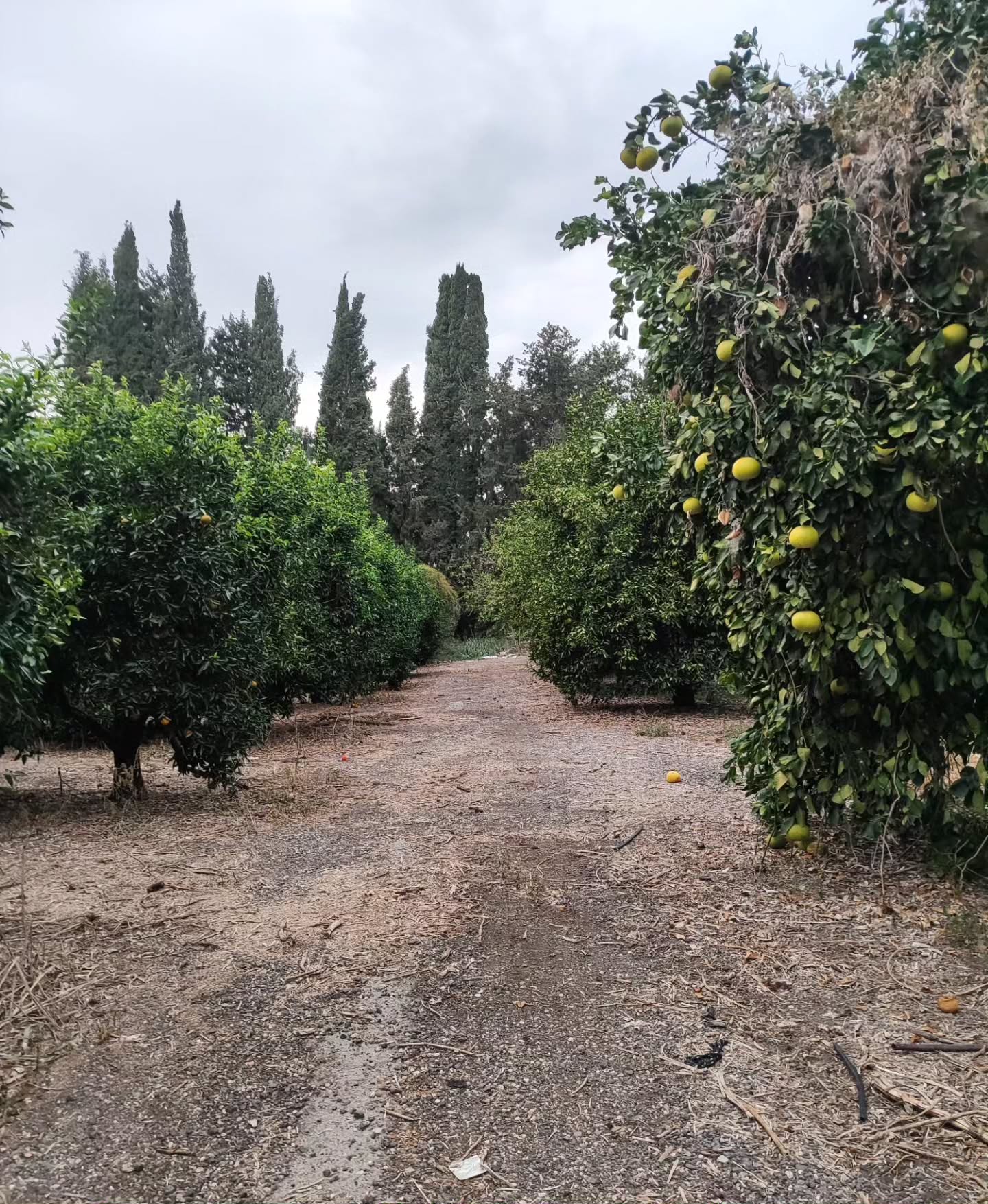 shanikaneko instagram image archive image