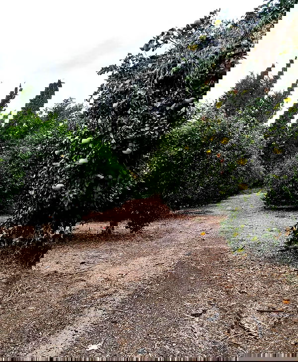 shanikaneko image ~ Altpins