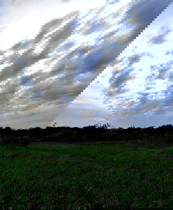 shanikaneko image ~ Altpins