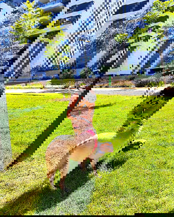 shanikaneko image ~ Altpins