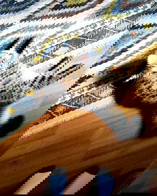 shanikaneko image ~ Altpins