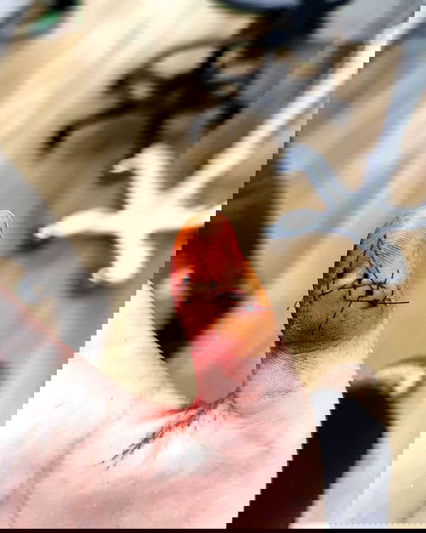 shanikaneko image ~ Altpins