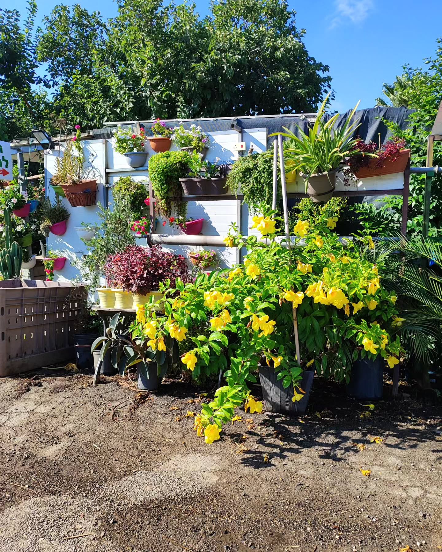 shanikaneko instagram image archive image