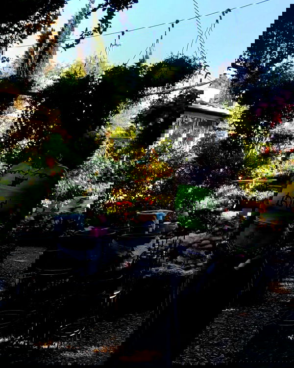 shanikaneko image ~ Altpins