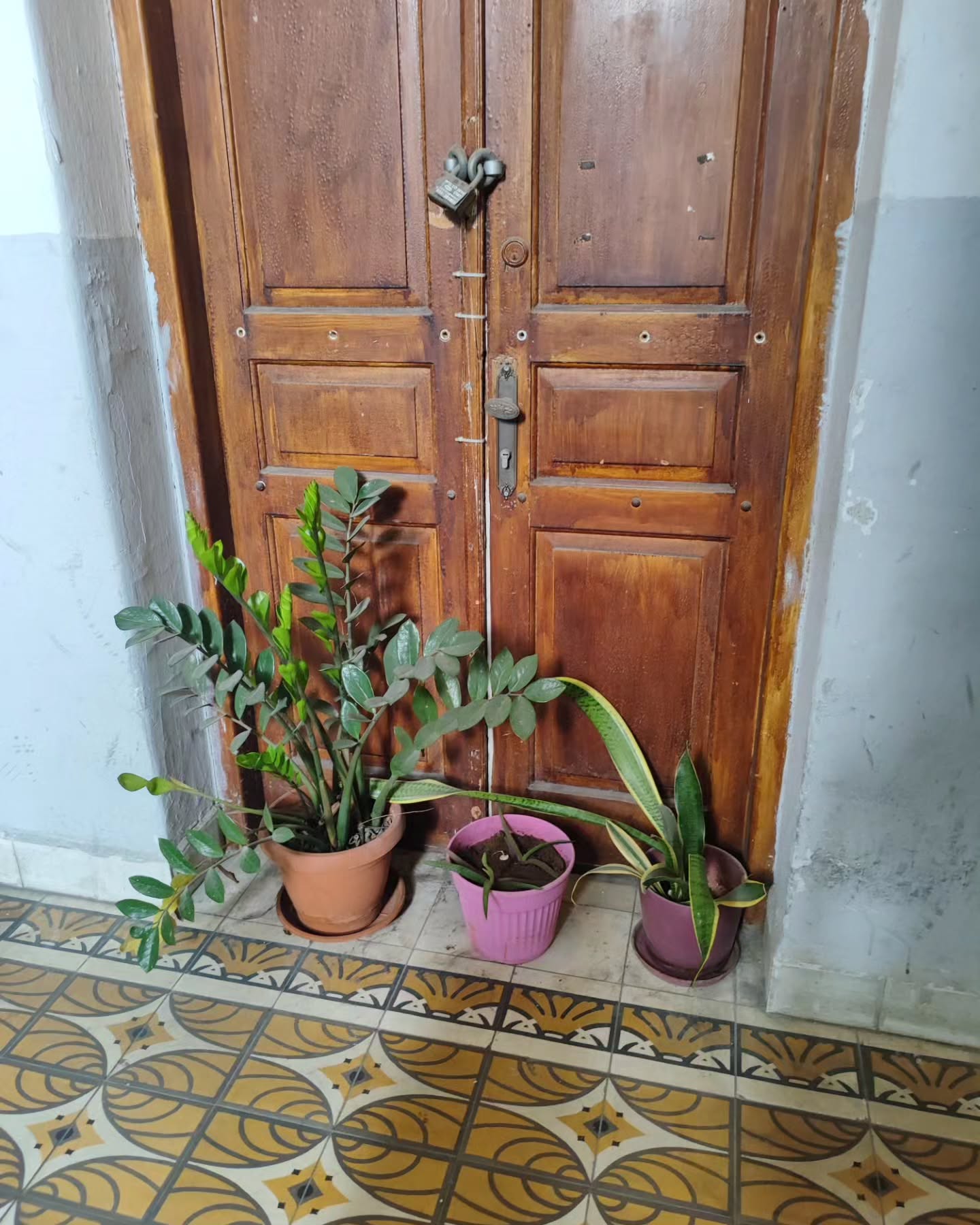 shanikaneko instagram image archive image