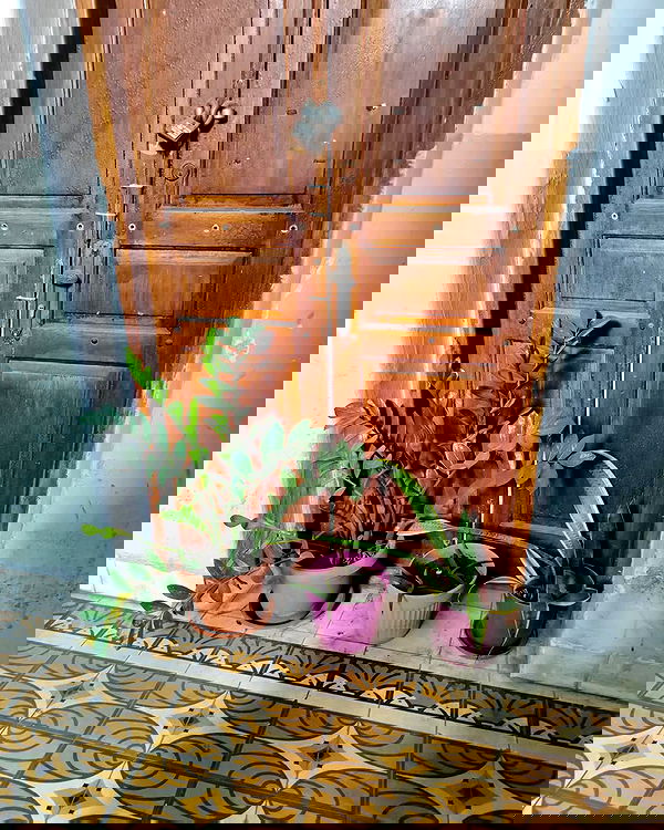 shanikaneko image ~ Altpins