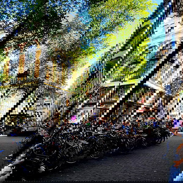 shanikaneko image ~ Altpins