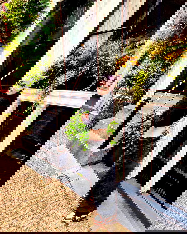 shanikaneko image ~ Altpins