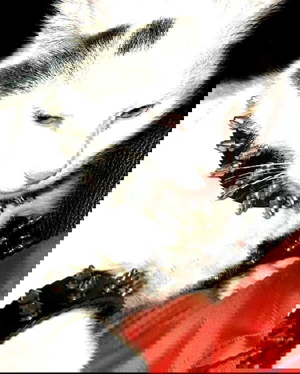 shanikaneko image ~ Altpins