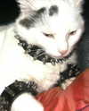 shanikaneko Altpins Profile Picture