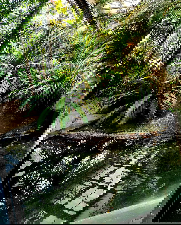 shanikaneko image ~ Altpins