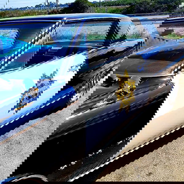 shanikaneko image ~ Altpins