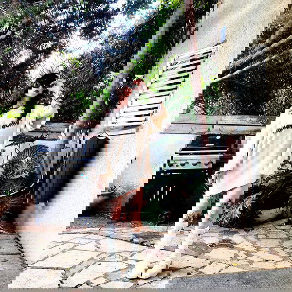 shanikaneko image ~ Altpins