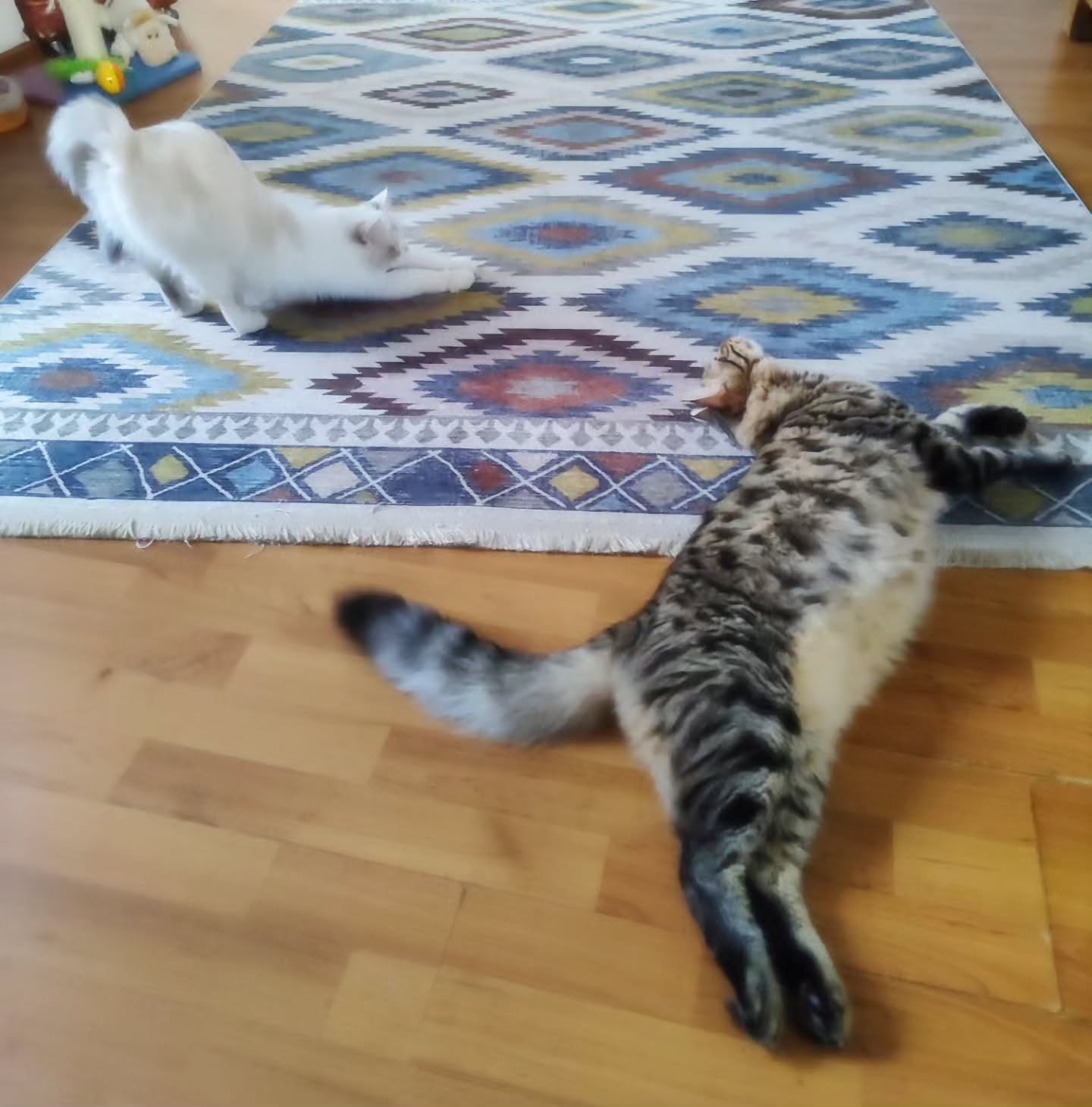 shanikaneko instagram image archive image