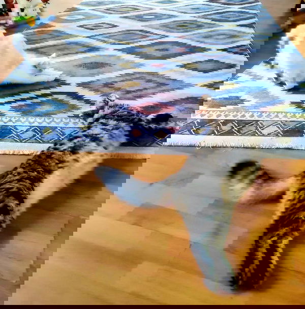 shanikaneko image ~ Altpins