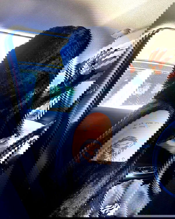 shanikaneko image ~ Altpins