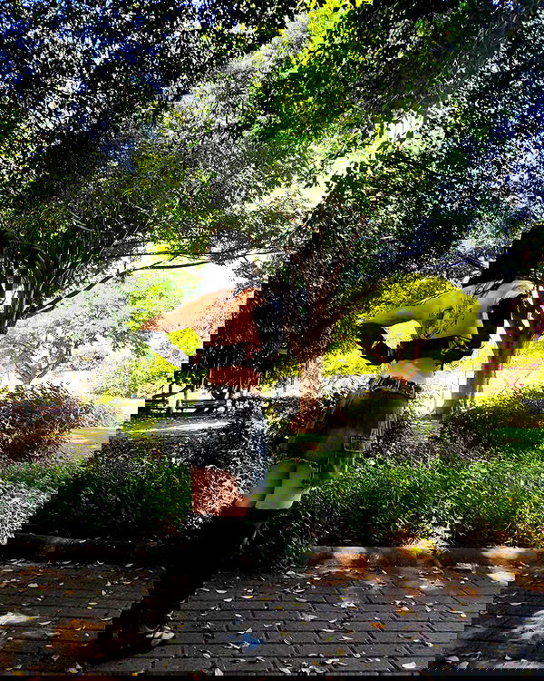 shanikaneko image ~ Altpins