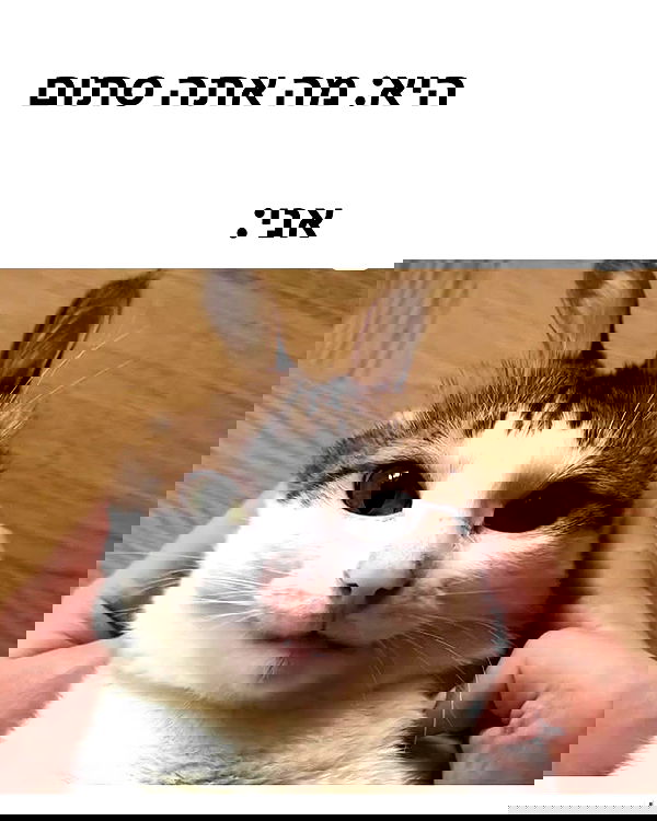 shanikaneko image ~ Altpins