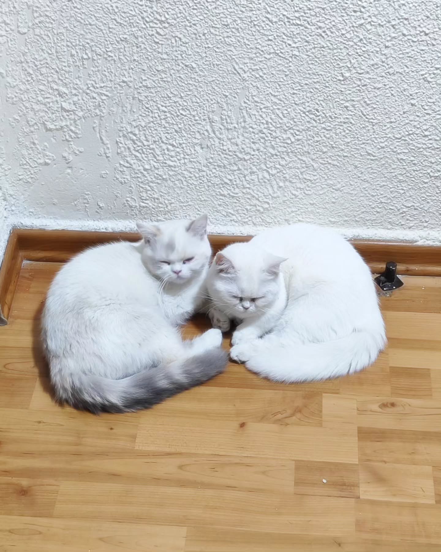 shanikaneko instagram image archive image