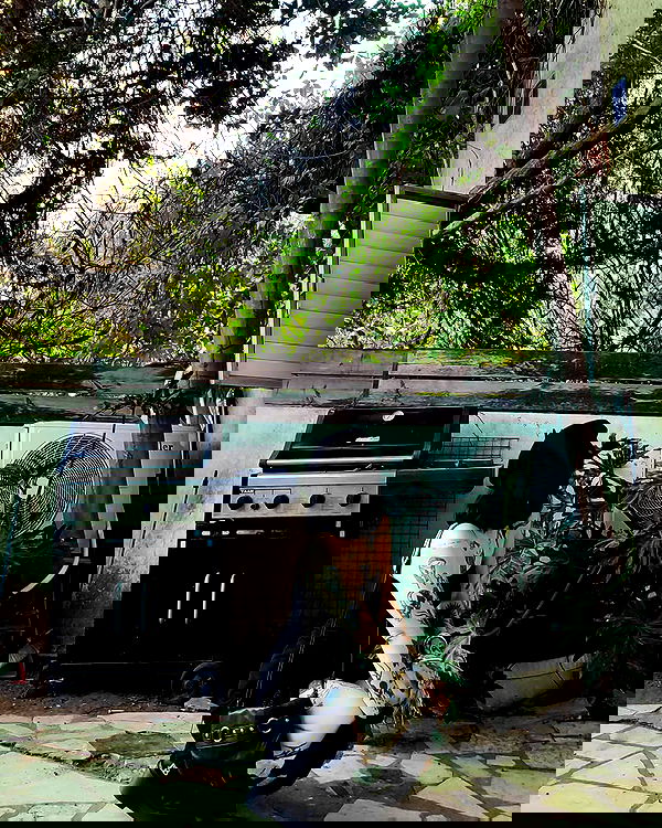 shanikaneko image ~ Altpins