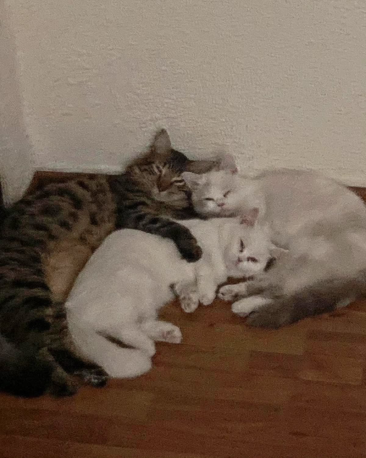 shanikaneko instagram image archive image