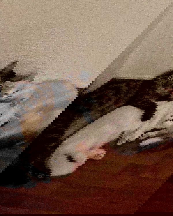 shanikaneko image ~ Altpins