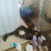 shanikaneko Altpins Profile Picture