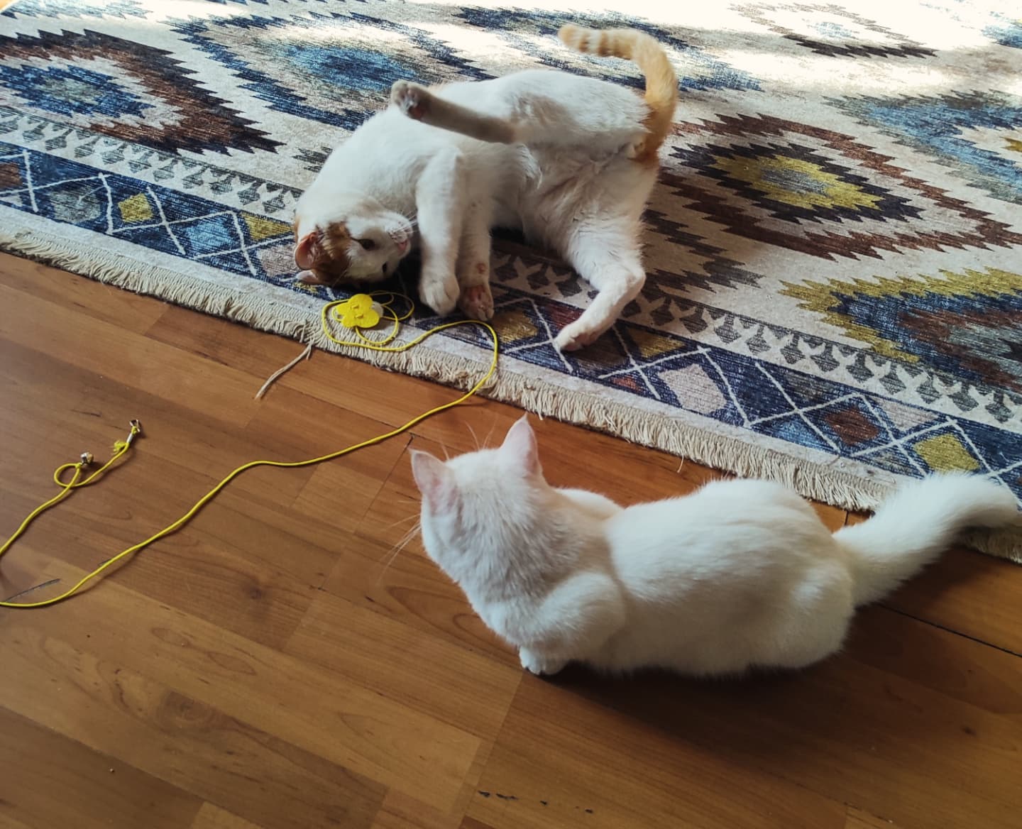 shanikaneko instagram image archive image