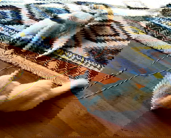 shanikaneko image ~ Altpins