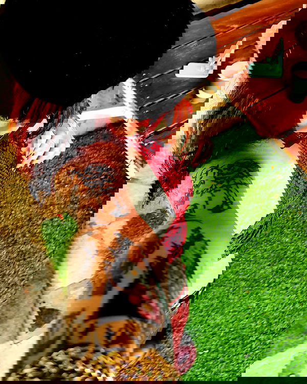 shanikaneko image ~ Altpins