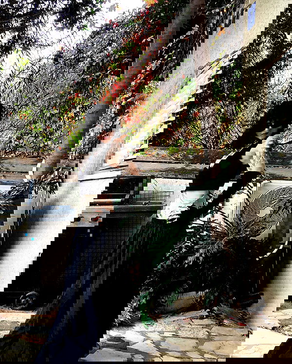 shanikaneko image ~ Altpins