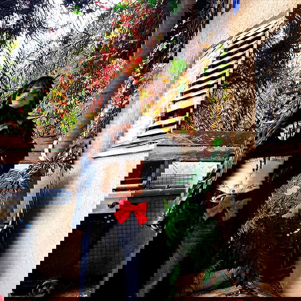 shanikaneko image ~ Altpins