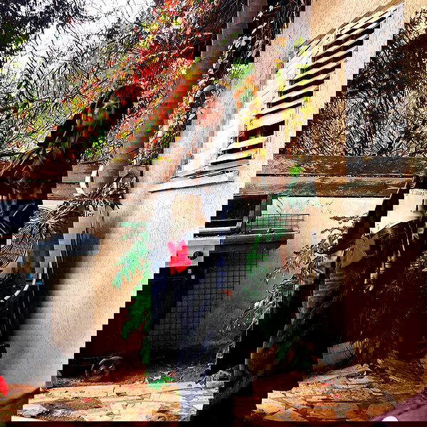 shanikaneko image ~ Altpins