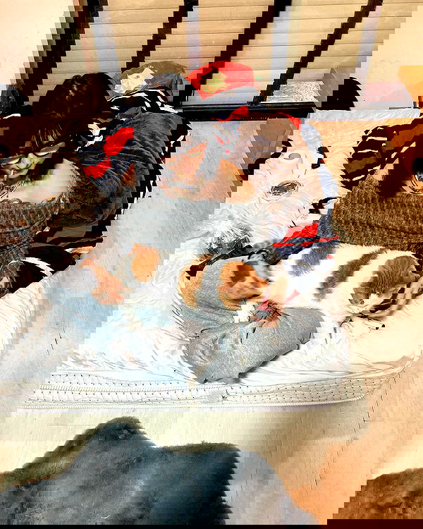 shanikaneko image ~ Altpins