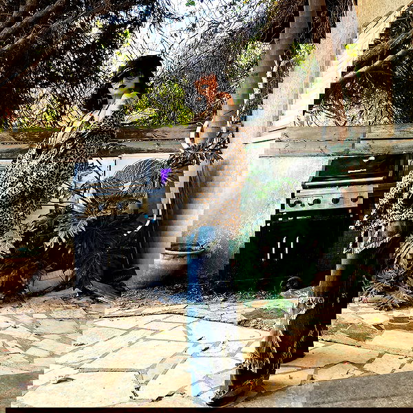 shanikaneko image ~ Altpins