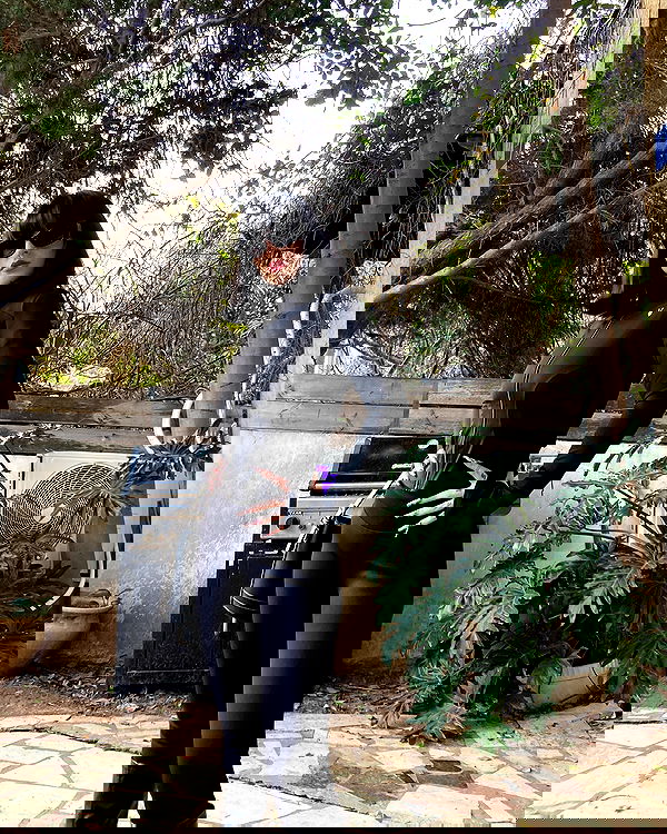 shanikaneko image ~ Altpins