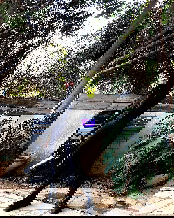 shanikaneko image ~ Altpins