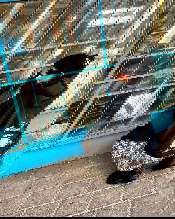 shanikaneko image ~ Altpins