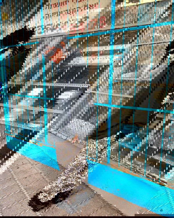 shanikaneko image ~ Altpins