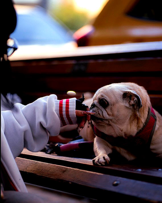 shanikaneko image ~ Altpins