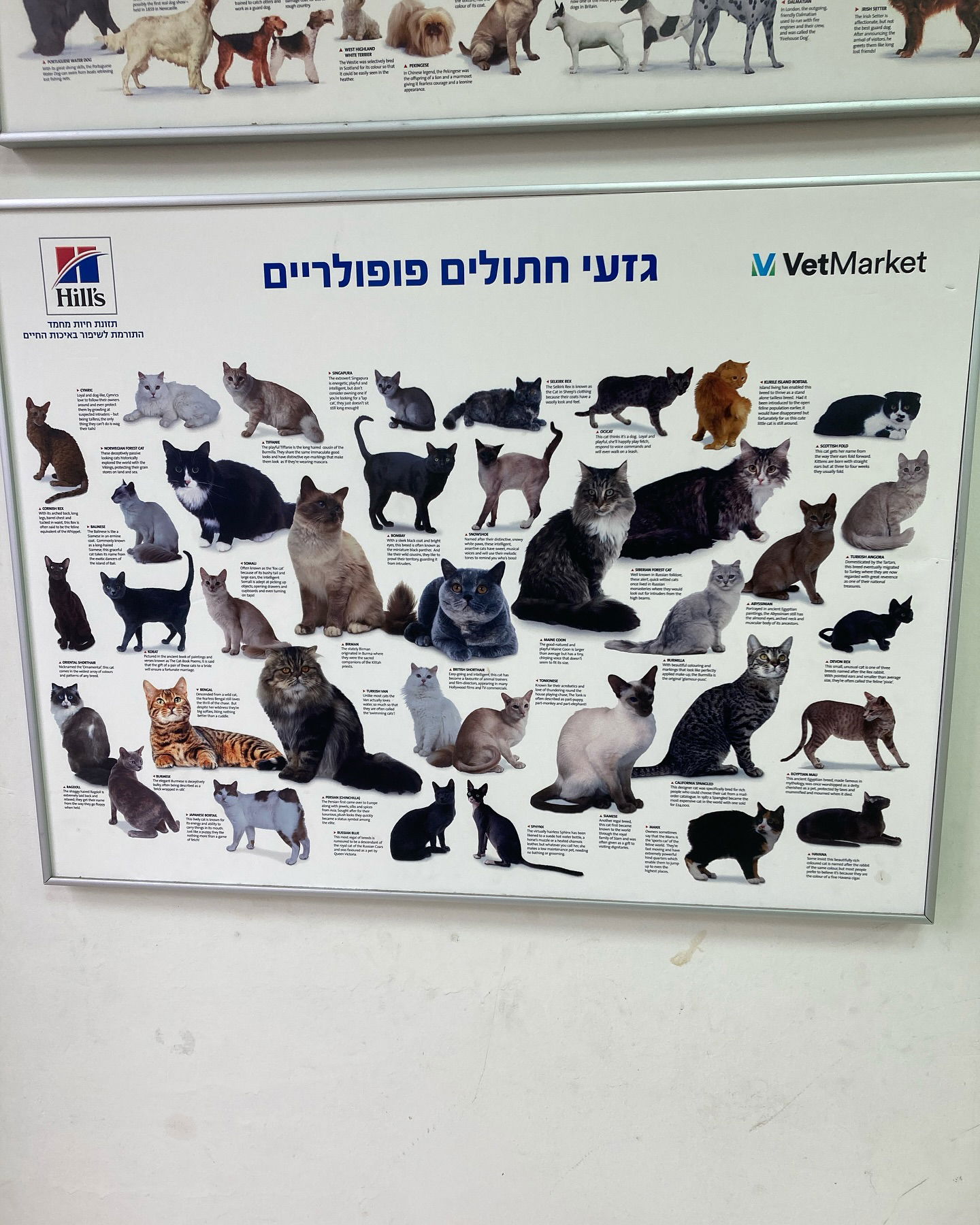 shanikaneko instagram image archive image