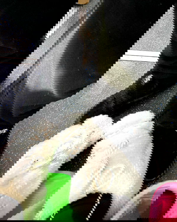 shanikaneko image ~ Altpins