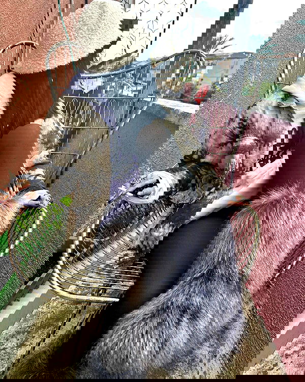 shanikaneko image ~ Altpins